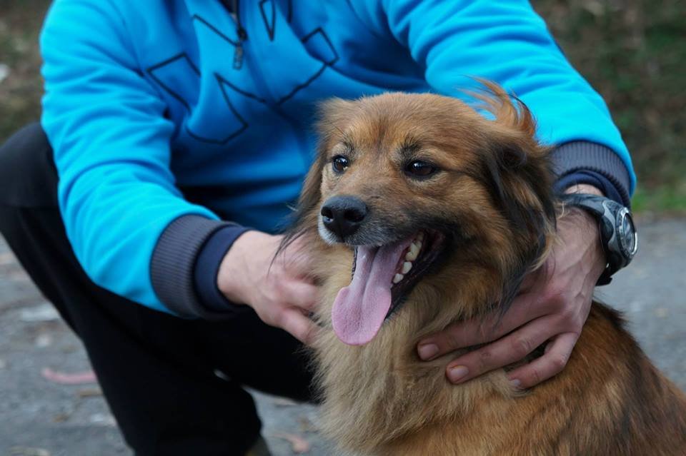 MAX perro-en-adopcion-occidente-asturias