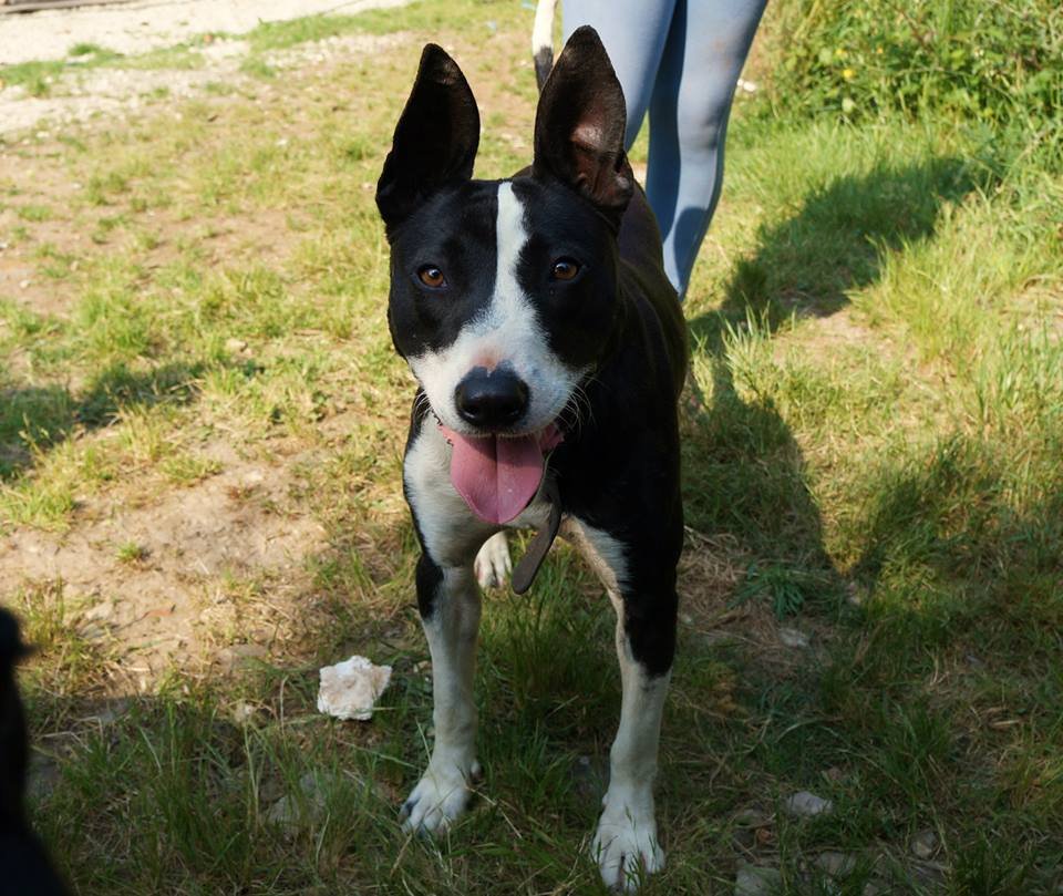 YON perro-en-adopcion