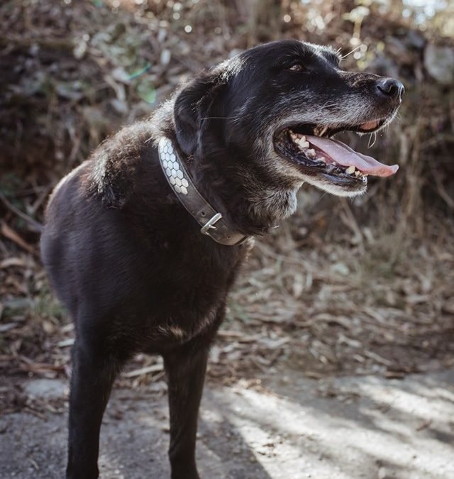 APOLO