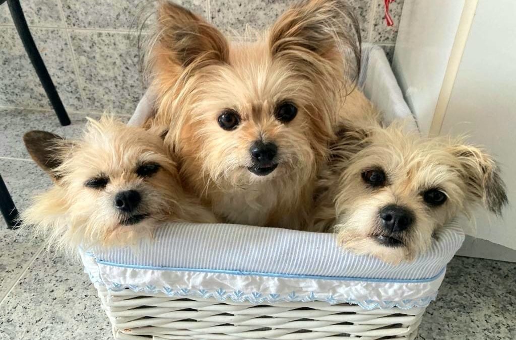 LUNA, PERLA Y LAIKA