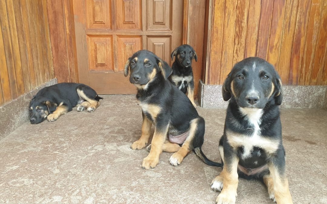 CACHORROS