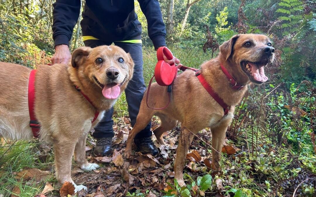 PITUFO Y SULTAN (NO DISPONIBLES)